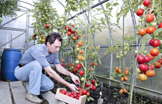 Підживлення помідорів дріжджами в теплиці