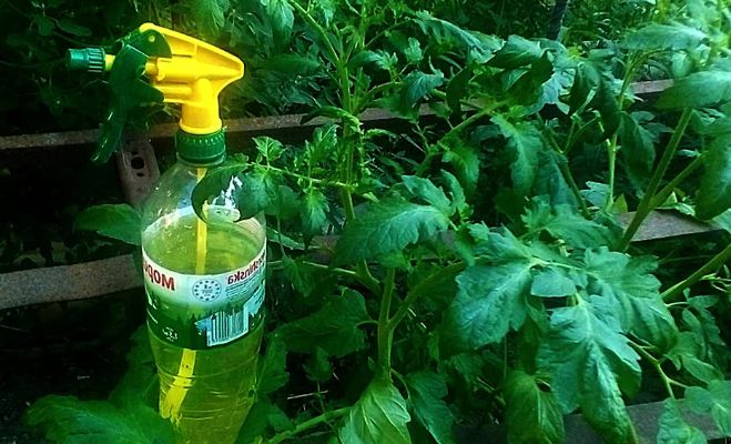 Нашатирний спирт для рослин – застосування для підживлення